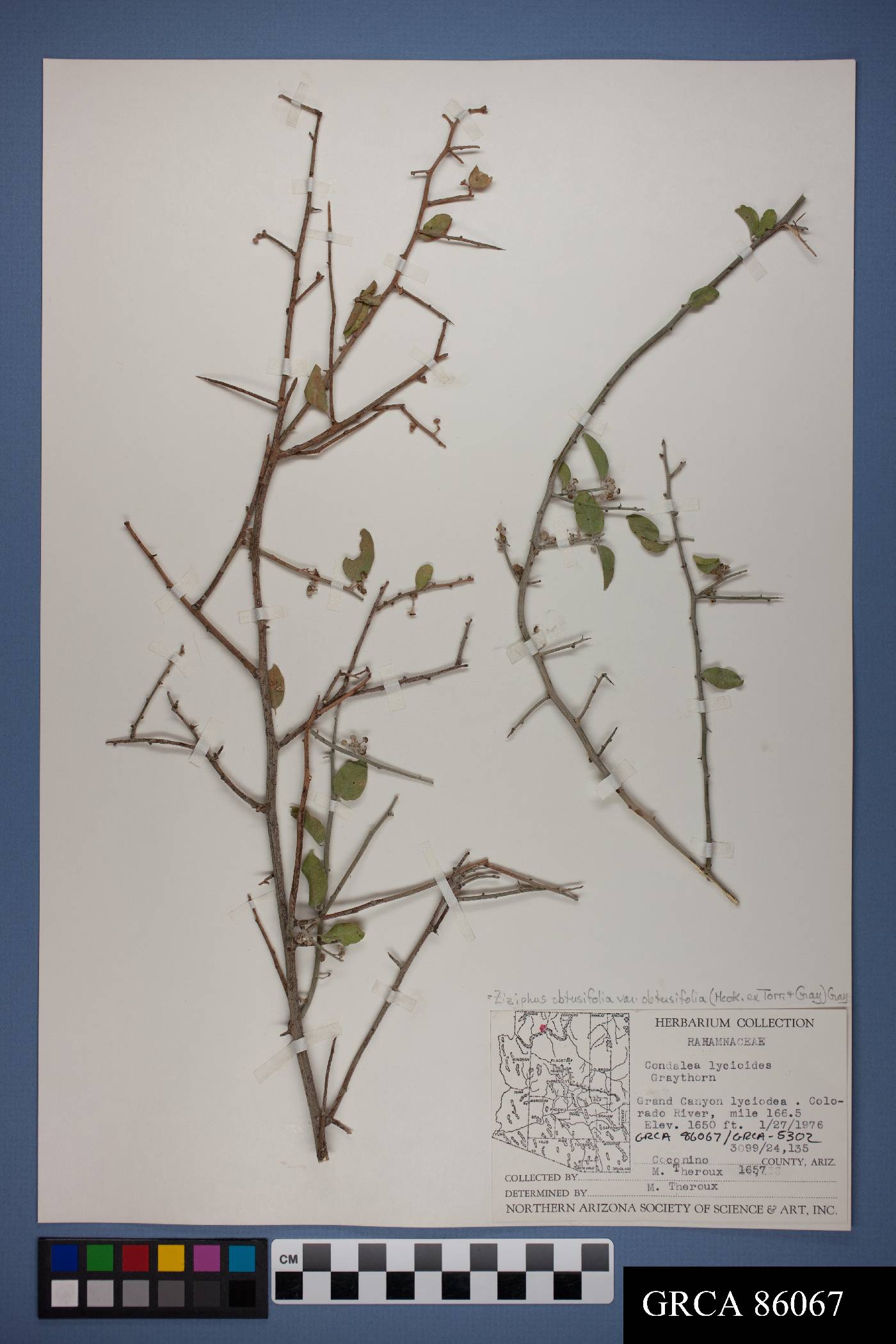 Sarcomphalus obtusifolius var. obtusifolius image